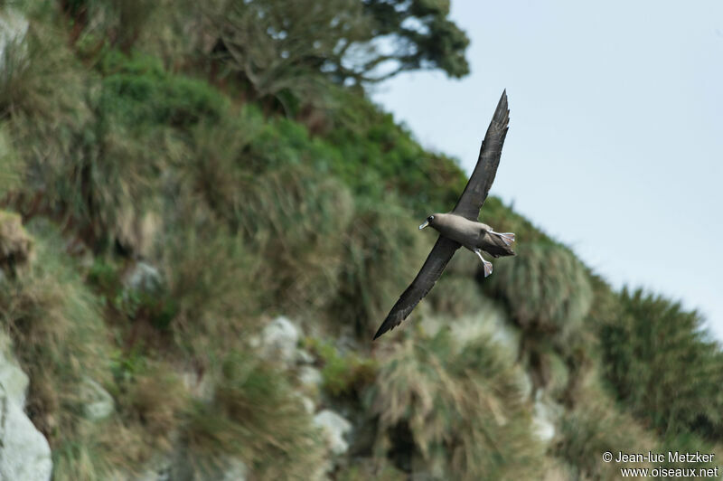 Sooty Albatrossadult, Flight