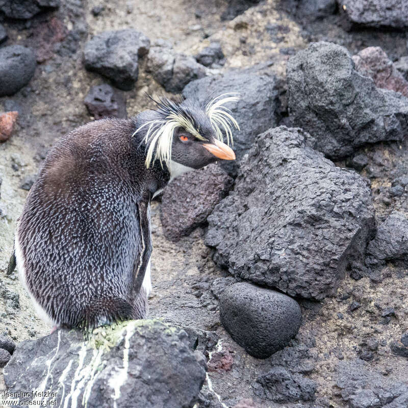 Northern Rockhopper Penguinadult, identification, pigmentation