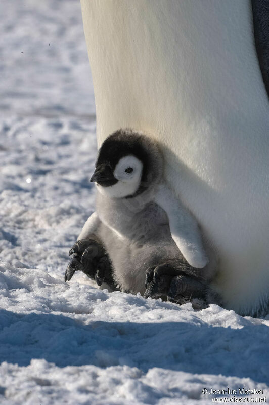 Emperor PenguinPoussin, swimming, walking