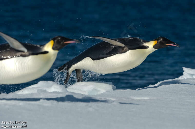 Emperor Penguinadult breeding, habitat, pigmentation, swimming, walking