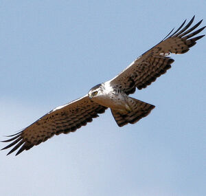 Aigle d'Ayres