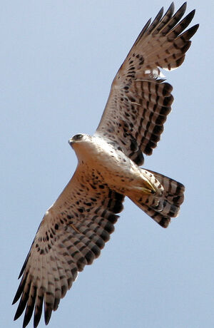 Aigle d'Ayres
