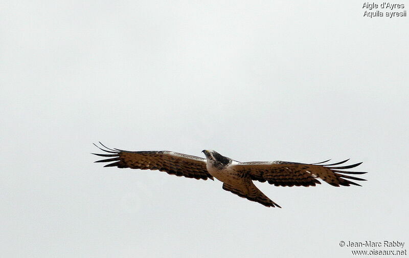 Ayres's Hawk-Eagleadult, Flight