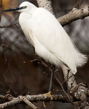 Aigrette garzette