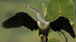 Anhinga d'Am�rique