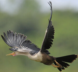 Anhinga d'Am�rique