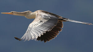 Anhinga d'Am�rique