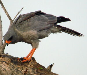 Dark Chanting Goshawk