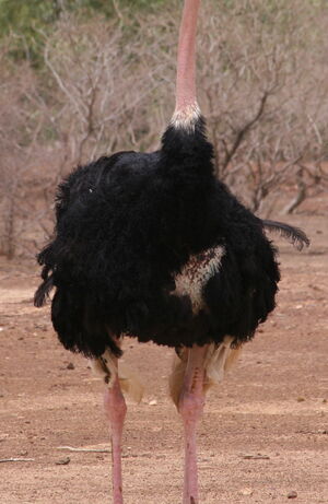 Autruche d'Afrique