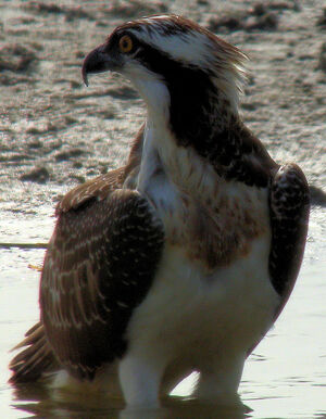 Western Osprey 
&copy; Jean-Marc Rabby