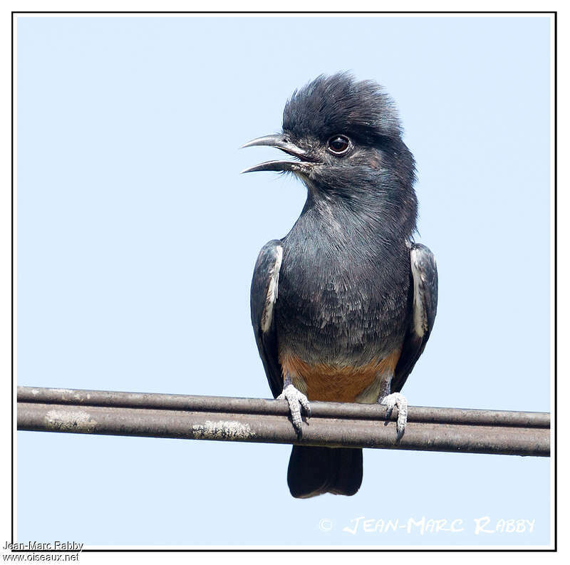 Swallow-winged Puffbirdadult, close-up portrait, Behaviour