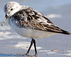 Sanderling 
&copy; Jean-Marc Rabby