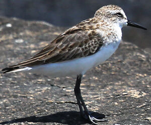 Semipalmated Sandpiper 
&copy; Jean-Marc Rabby