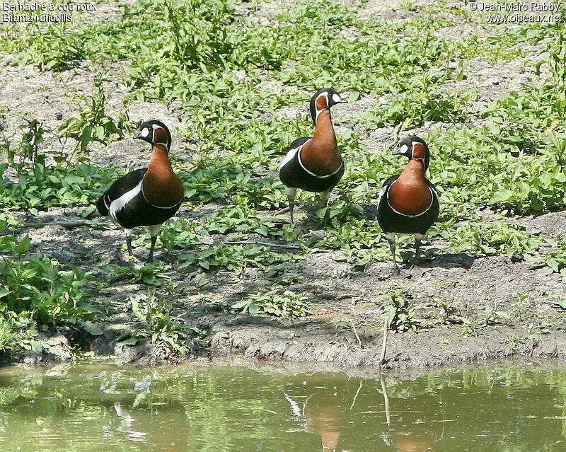 Red-breasted Goose, identification