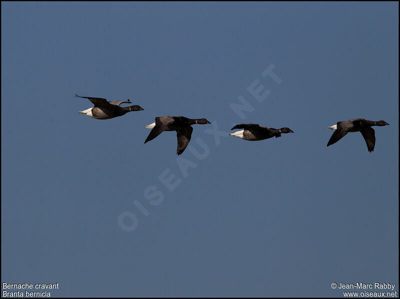 Brant Goose, Flight