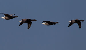 Brant Goose