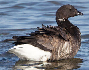 Brant Goose