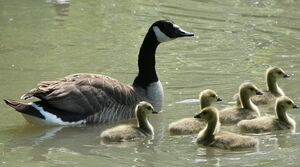 Canada Goose