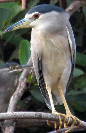Black-crowned Night Heron