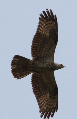 European Honey Buzzard 
&copy; Jean-Marc Rabby