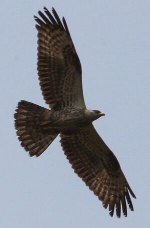 European Honey Buzzard 
&copy; Jean-Marc Rabby