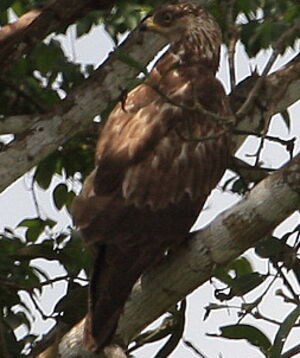 European Honey Buzzard 
&copy; Jean-Marc Rabby