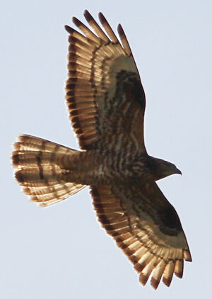 European Honey Buzzard 
&copy; Jean-Marc Rabby