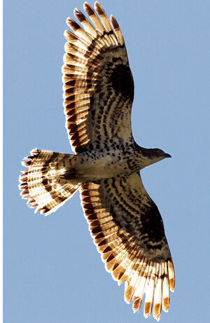 European Honey Buzzard 
&copy; Jean-Marc Rabby