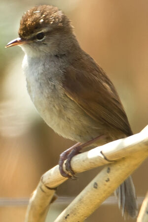 Cetti's Warbler 
&copy; Jean-Marc Rabby