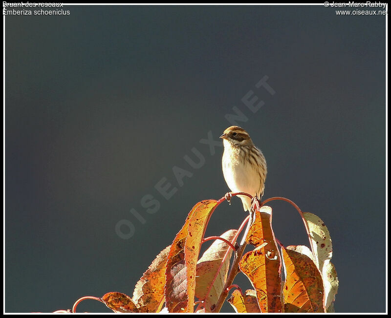 Common Reed Bunting, identification