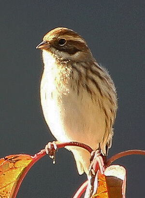 Common Reed Bunting 
&copy; Jean-Marc Rabby
