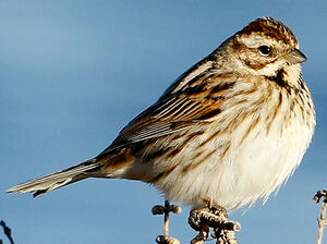Common Reed Bunting 
&copy; Jean-Marc Rabby