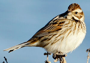 Common Reed Bunting 
&copy; Jean-Marc Rabby