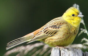 Bruant jaune 
&copy; Jean-Marc Rabby