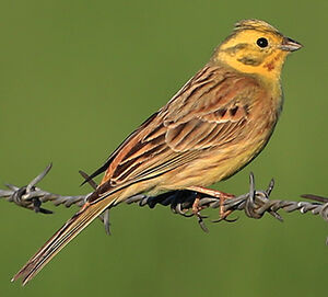 Bruant jaune