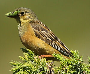 Ortolan Bunting
