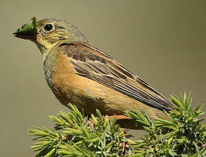 Ortolan Bunting