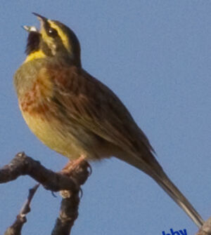Cirl Bunting 
&copy; Jean-Marc Rabby
