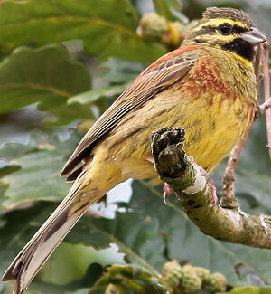 Cirl Bunting 
&copy; Jean-Marc Rabby