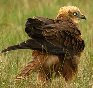 Western Marsh Harrier