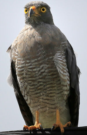 Roadside Hawk