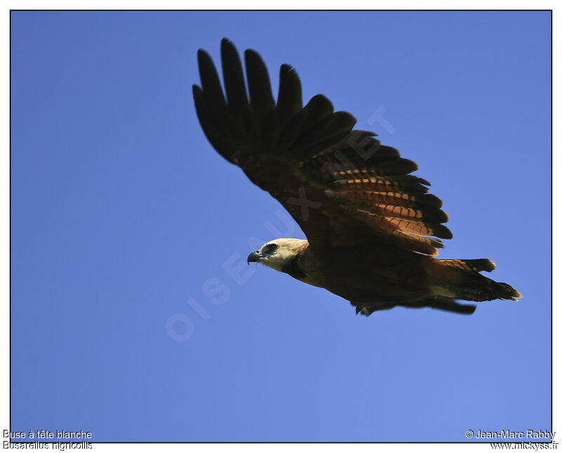 Black-collared Hawk, identification