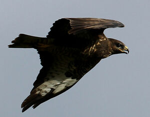 Buse variable 
&copy; Jean-Marc Rabby