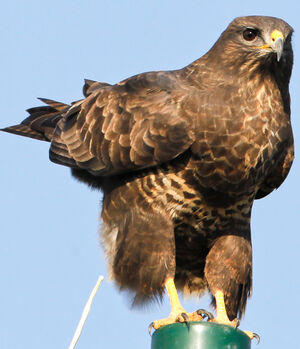 Buse variable 
&copy; Jean-Marc Rabby