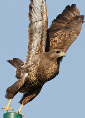 Buse variable 
&copy; Jean-Marc Rabby