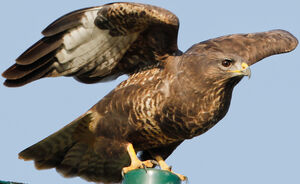 Buse variable 
&copy; Jean-Marc Rabby