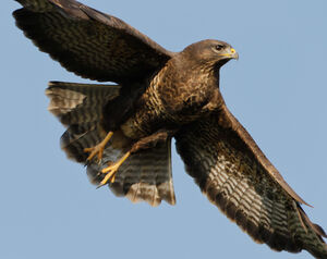 Buse variable 
&copy; Jean-Marc Rabby