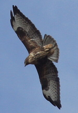 Common Buzzard