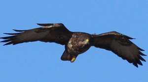 Common Buzzard
