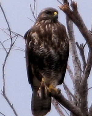 Buse variable 
&copy; Jean-Marc Rabby